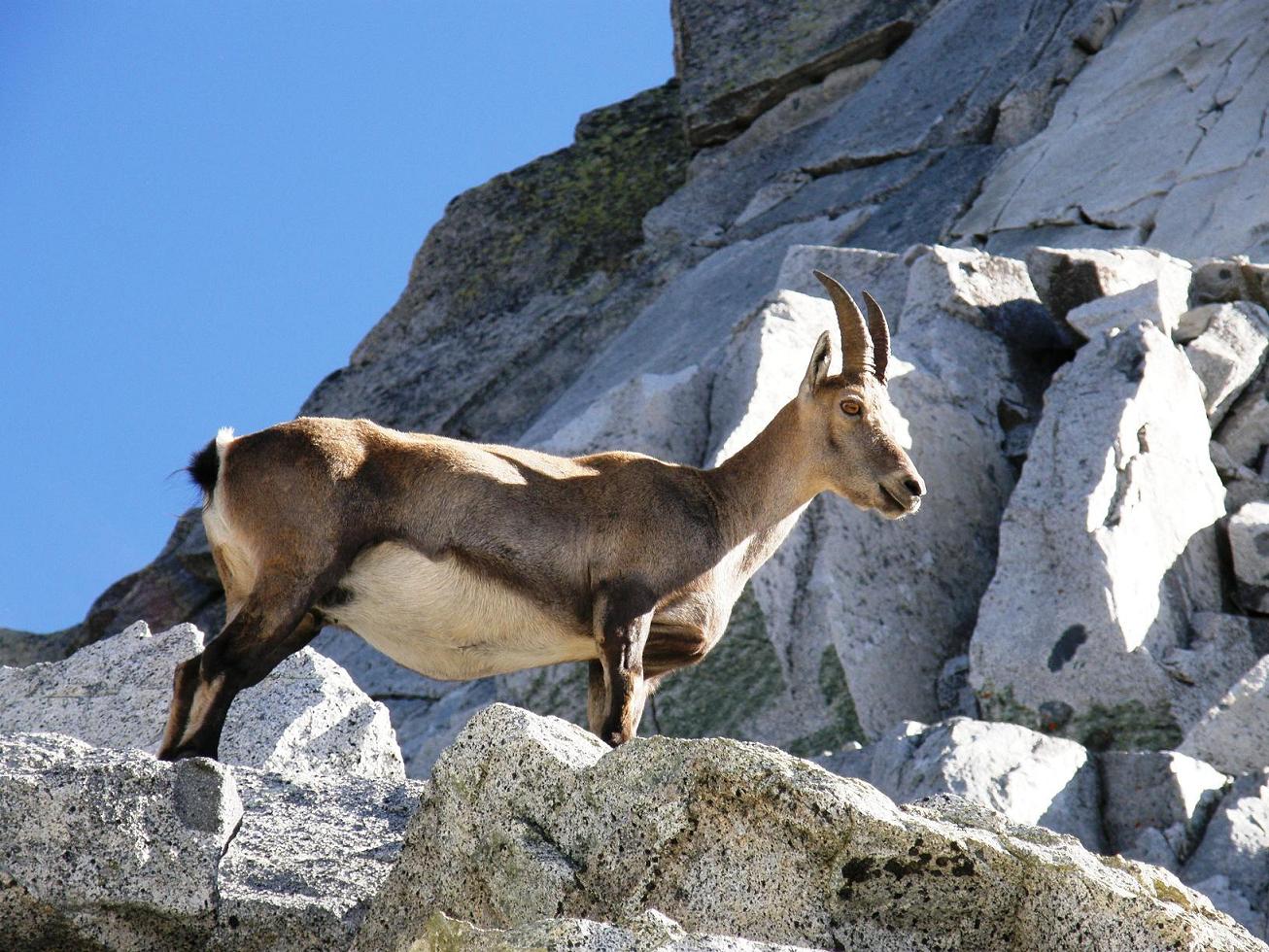 La stambecchina della Plem